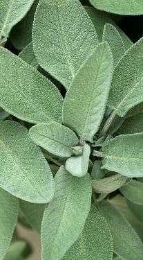 Sage